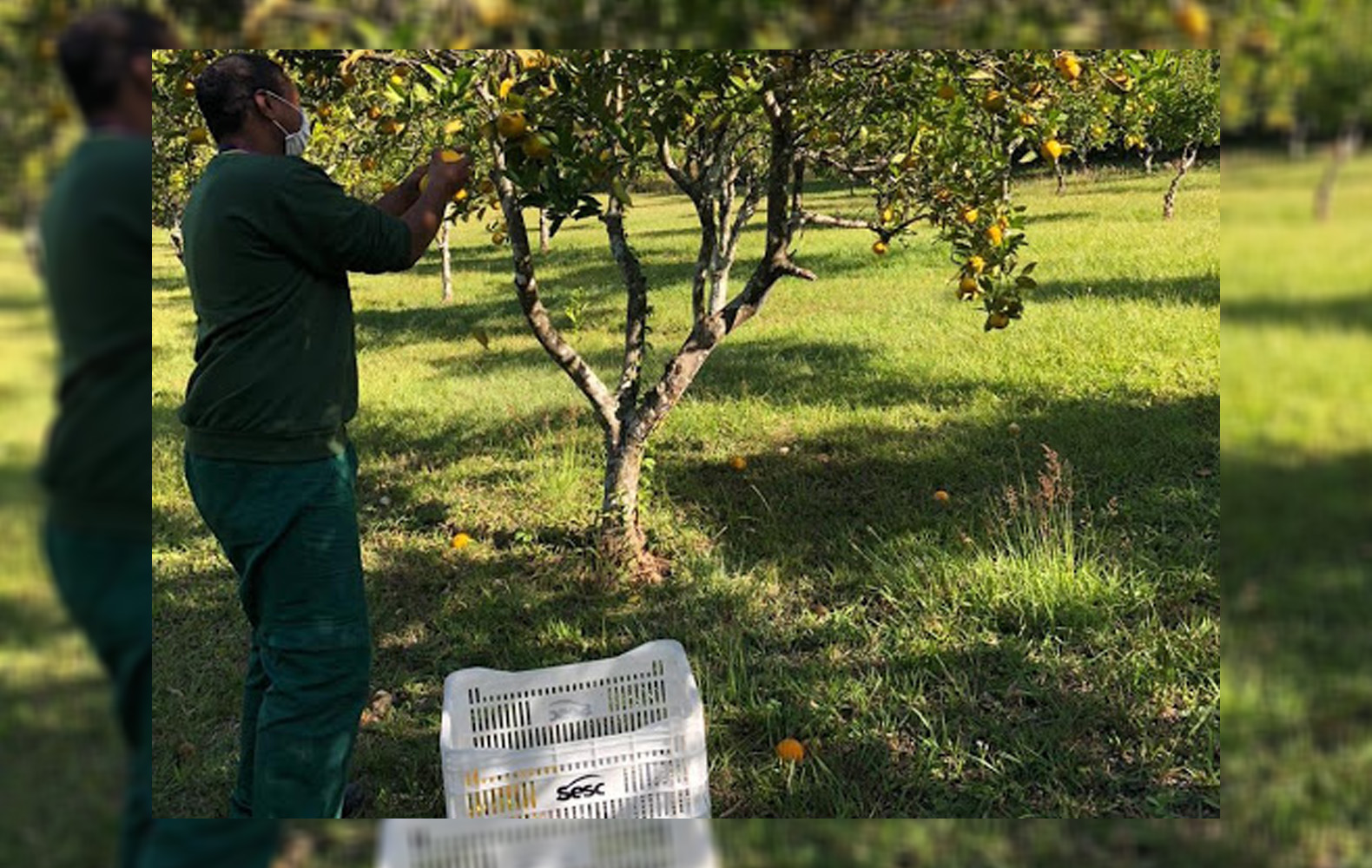  Produtores podem doar Hortifruti para campanha do Mesa Brasil 