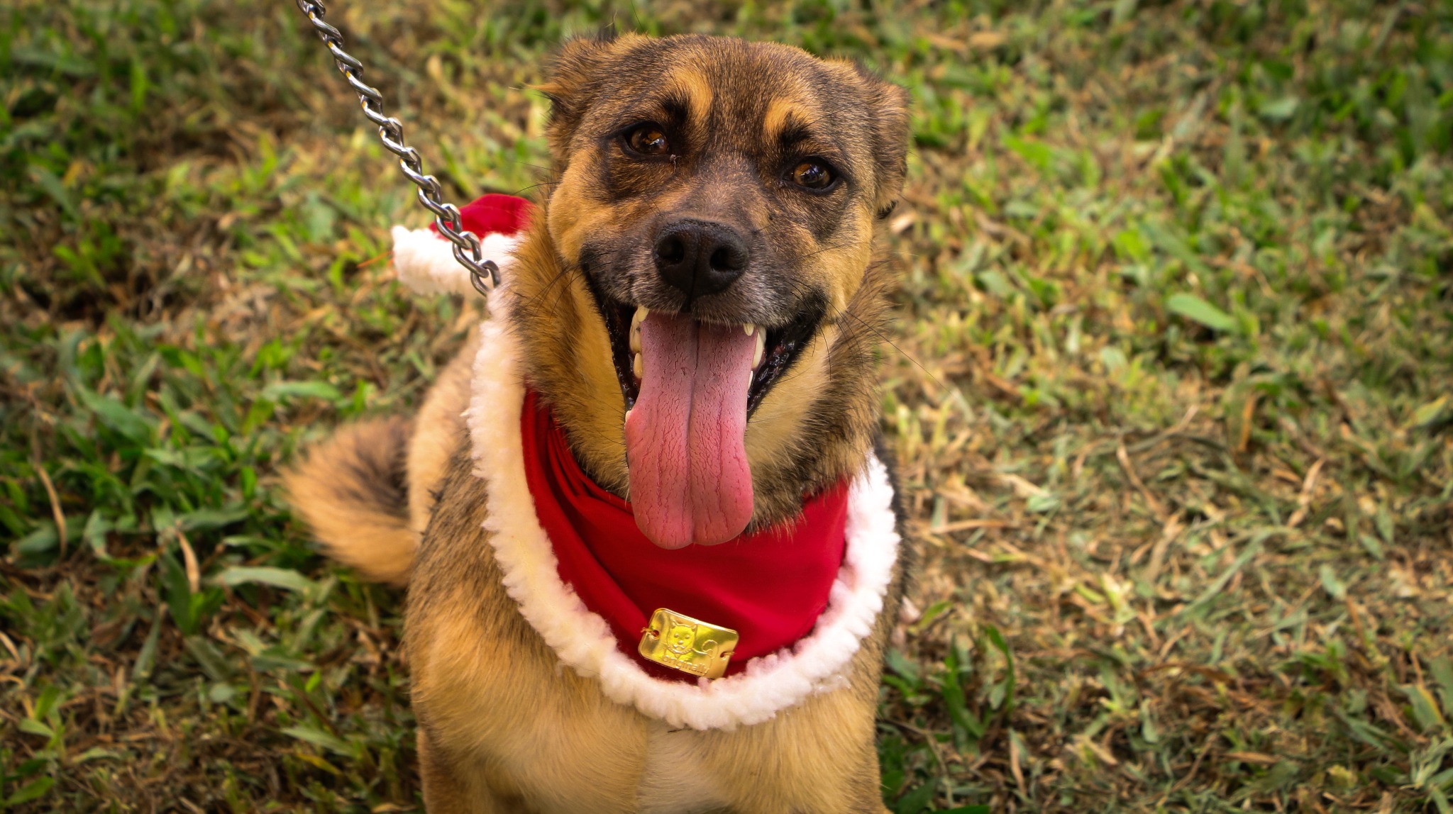  Prefeitura incentiva a ado??o de animais 