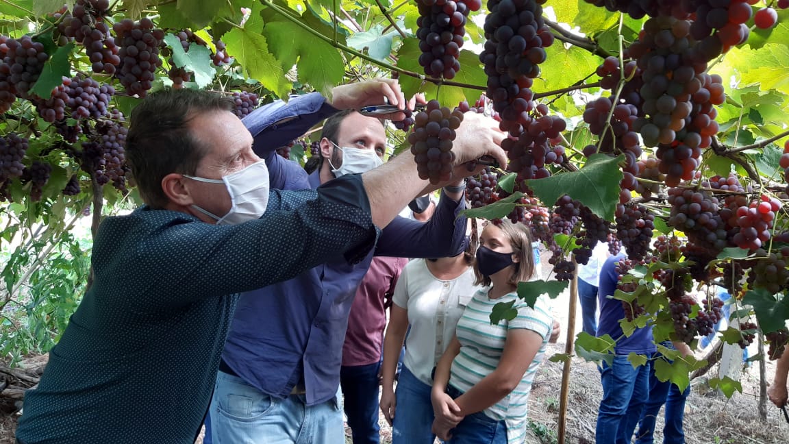  Aberta oficialmente a safra da uva em Erechim