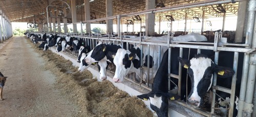 Prefeitura incentiva produção de leite e sucessão familiar