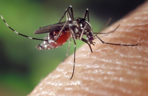 Segue a vacinação contra a dengue em Erechim 