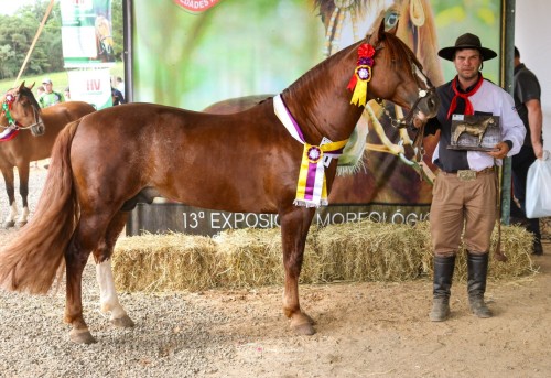 Campões da Mostra Morfológica do Cavalo Crioulo (6) - Copia