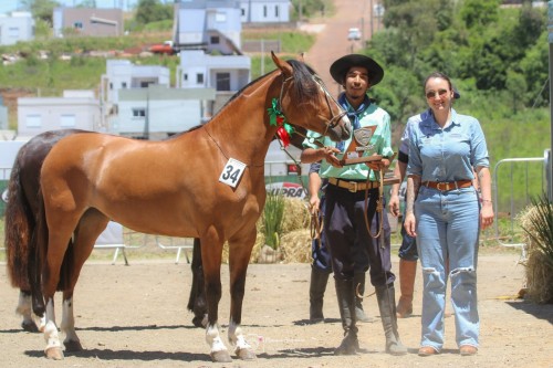 Campões da Mostra Morfológica do Cavalo Crioulo (7) - Copia