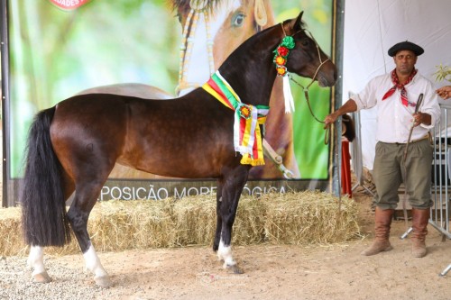 Campões da Mostra Morfológica do Cavalo Crioulo (1) - Copia