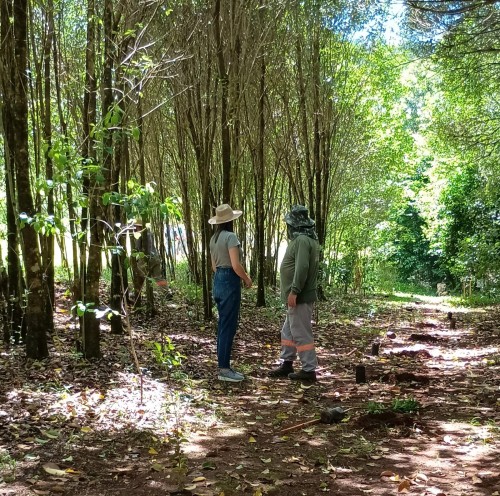 Programa de Pagamento por Serviços Ambientais planta 1.700 mudas de árvores em Erechim