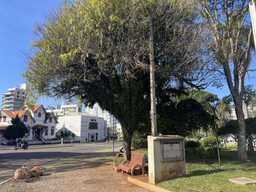 Inicia segunda-feira a retirada manual de parasitas nas ?rvores da Pra?a da Bandeira