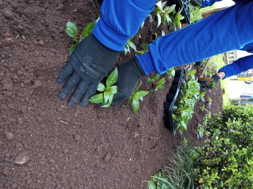 Programa de Pagamento por Serviços Ambientais planta 1.700 mudas de árvores em Erechim