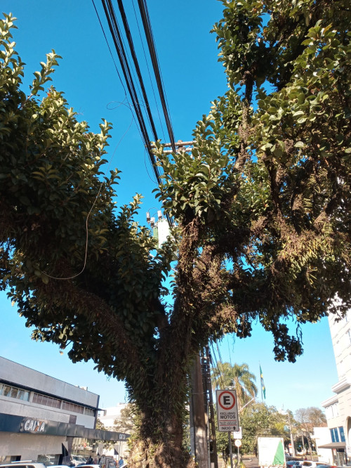 Secretaria de Meio Ambiente inicia segunda etapa do Projeto Arborização + Segura