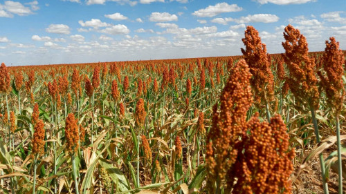 Programa Troca-Troca safra 22/23 vai subsidiar 100% das sementes de milho e sorgo 